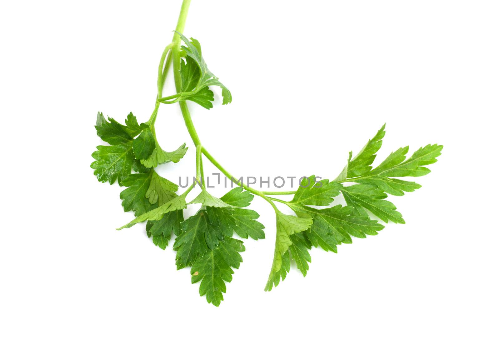 Fresh parsley isolated on white 