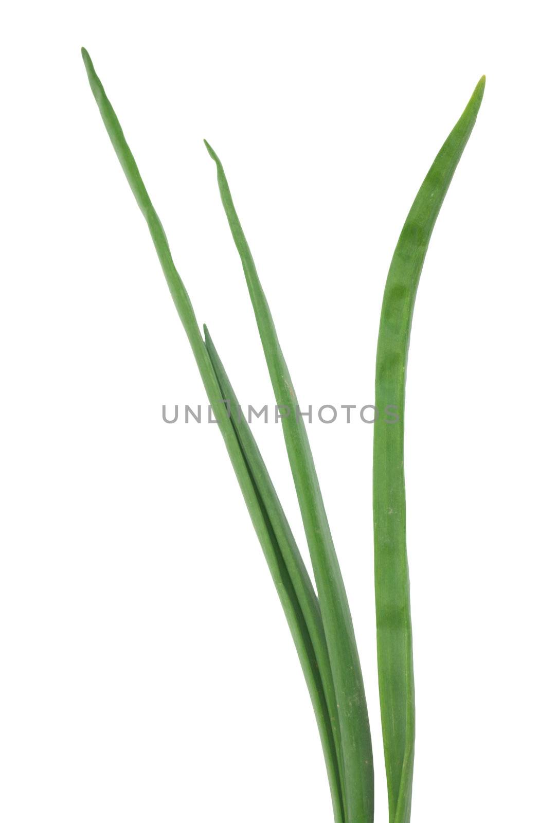 Spring onion isolated on white background.Green onion  by schankz