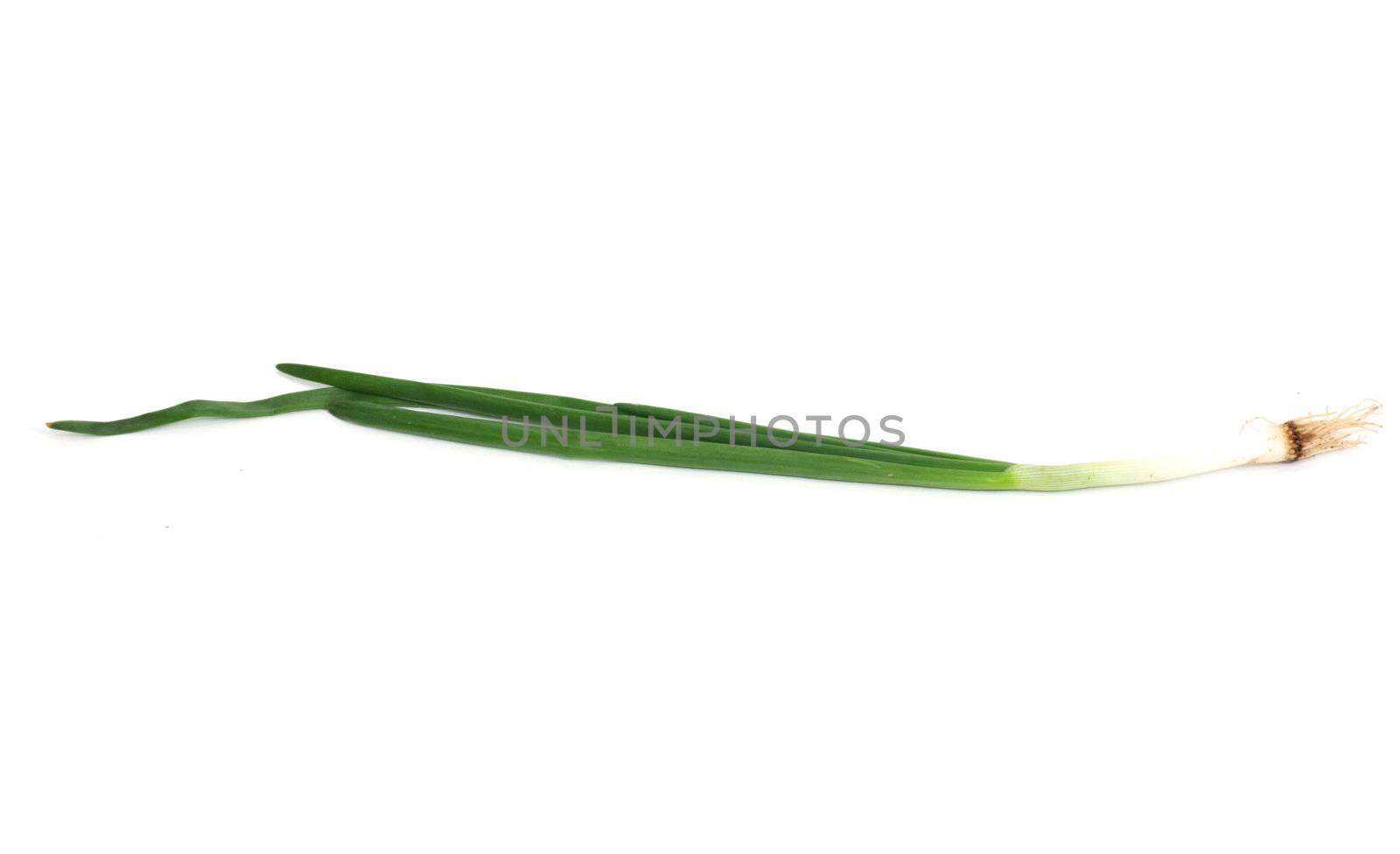 Spring onion isolated on white background.Green onion 