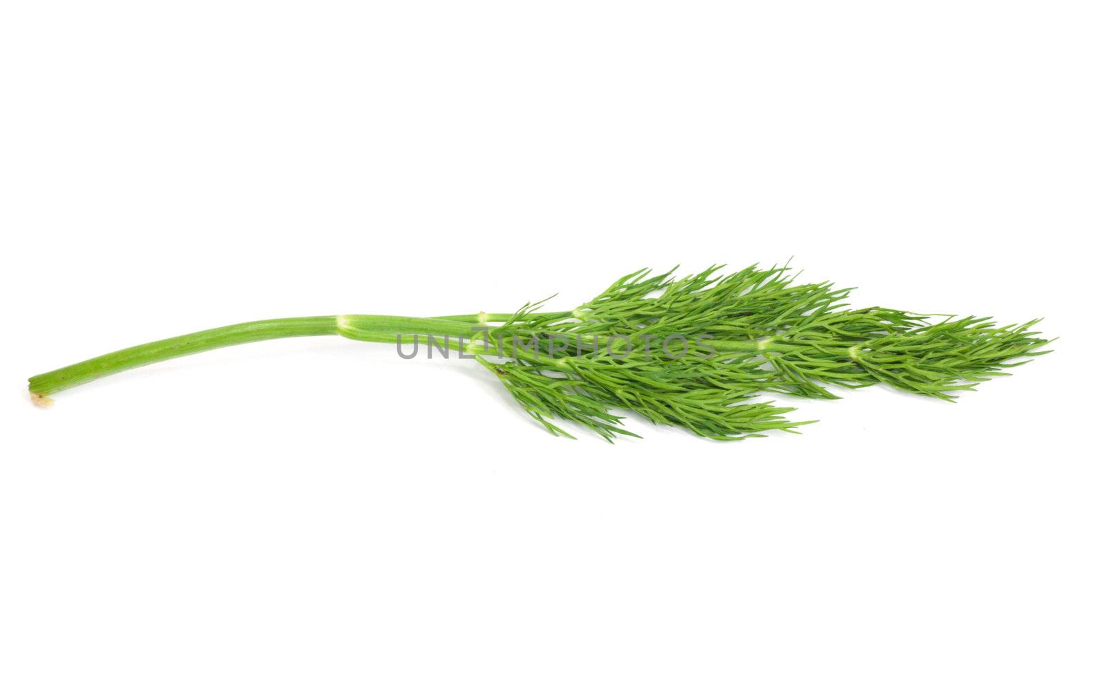 green dill isolated on white  by schankz