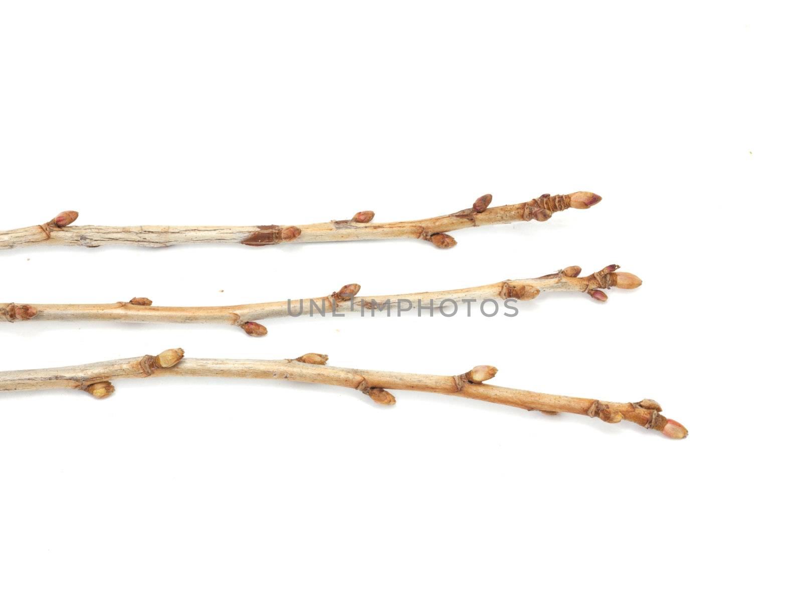 branches currant buds on a white background by schankz