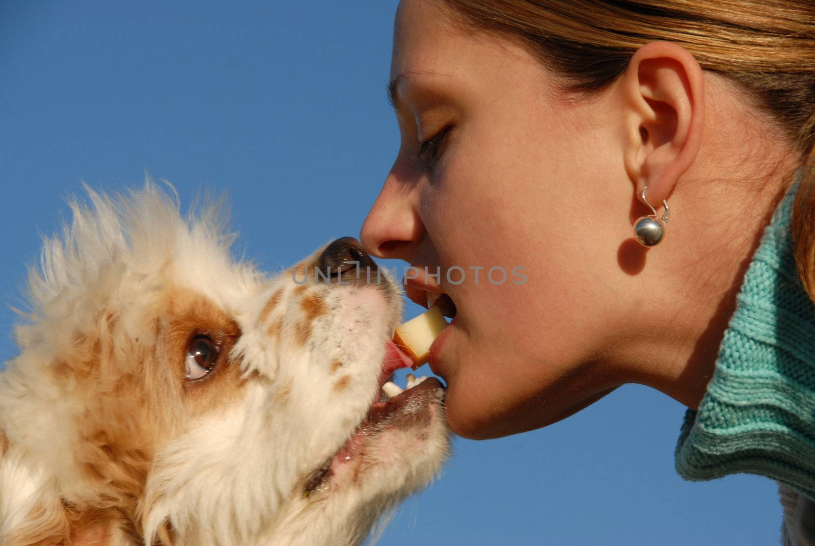 a young woman give a cheese to her american cocker