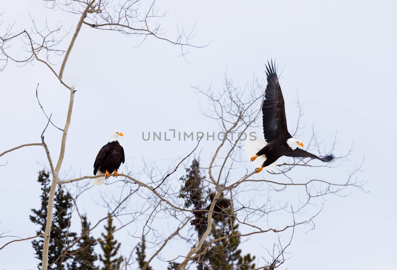 Two adult American Bald Eagles Haliaeetus leucocephalus one eagle still perched in aspen tree-top while the other bird starts flying