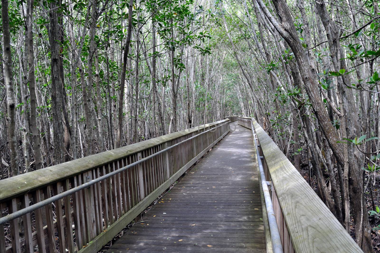 Wooden path through a tropical hammock near Miami,