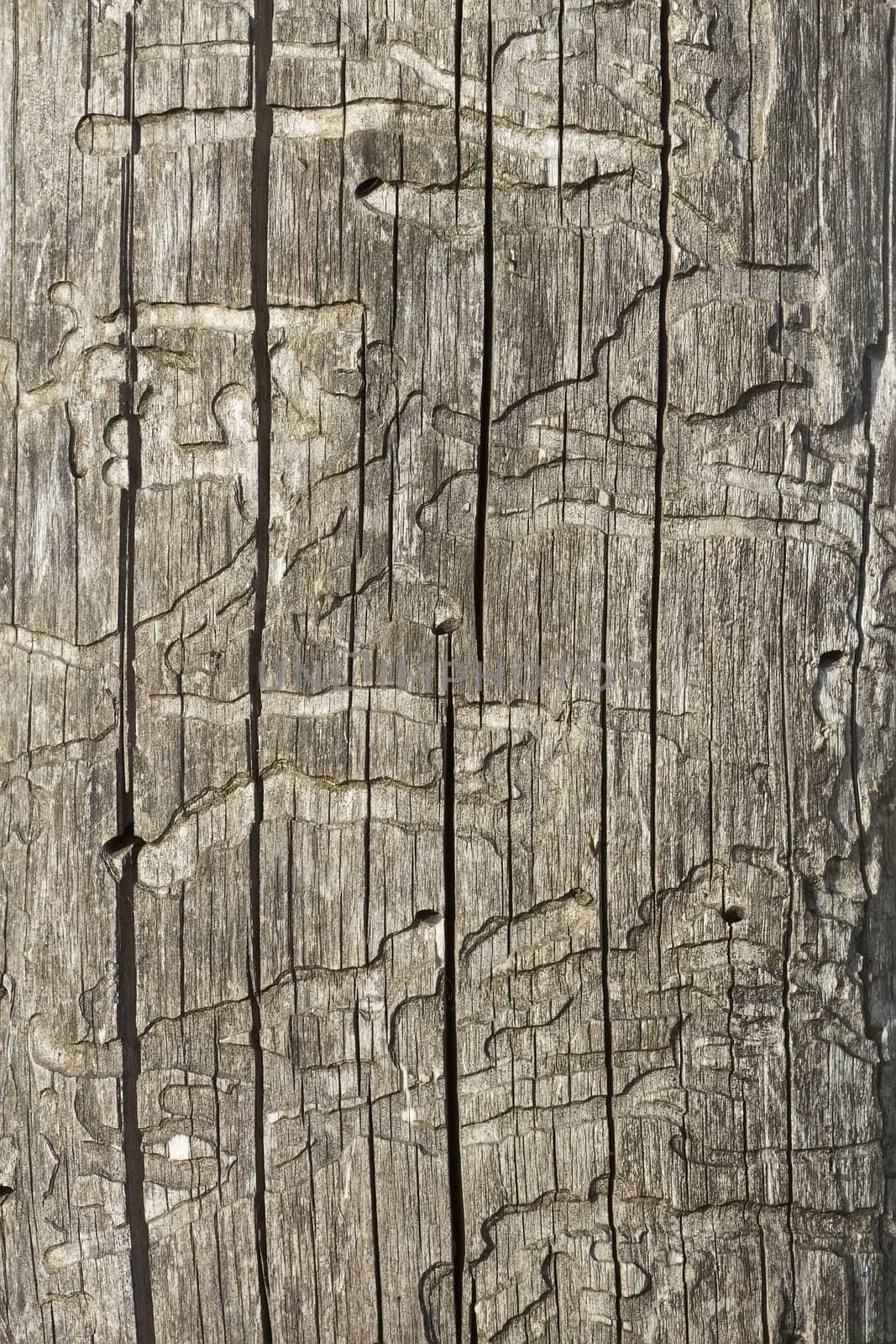 Detail of old wooden logs with bark beetles damaged surface