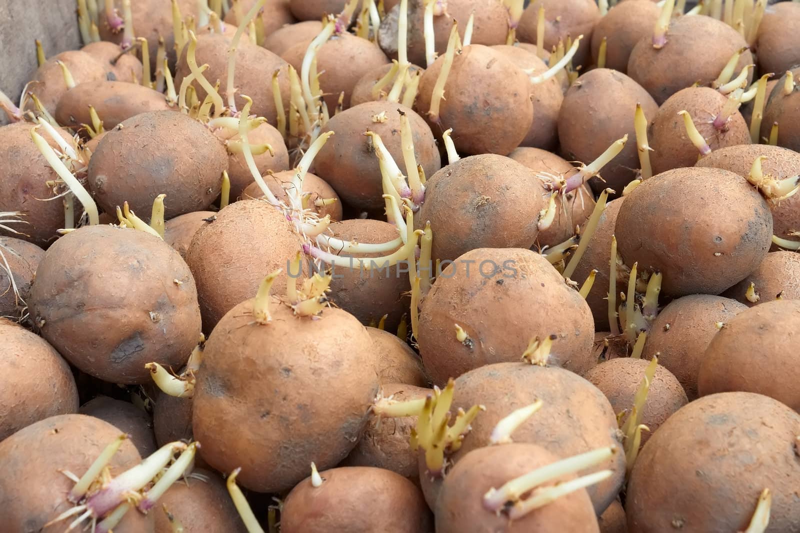 Potatoes tubers with germinated sprouts before planting into the soil in springtime