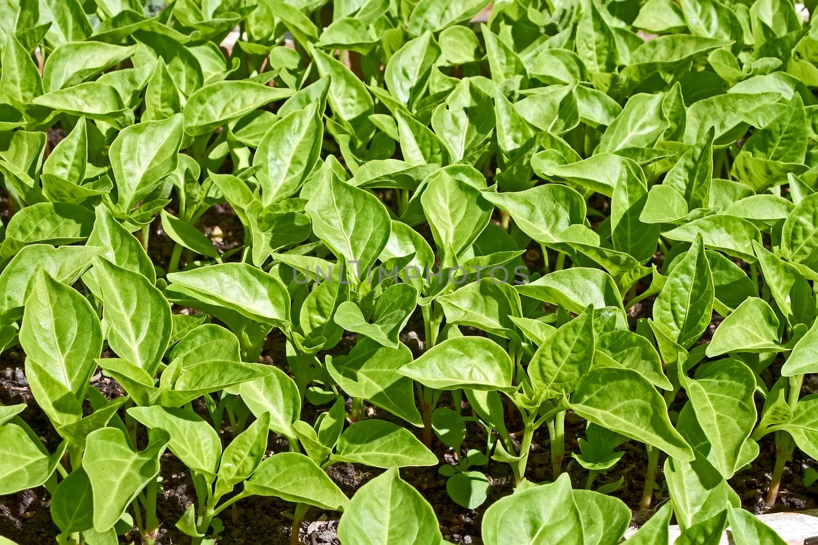 Seedlings of young sweet pepper plants before planting into the soil in springtime