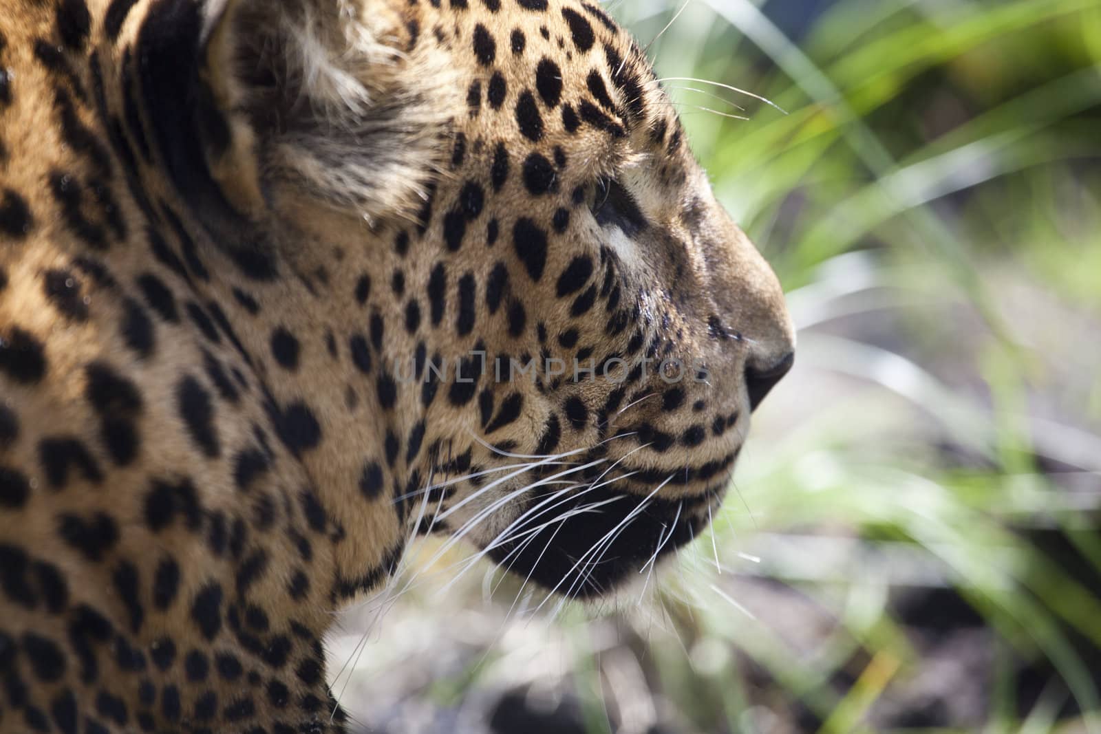 close-up of a beautiful Panther by tjwvandongen