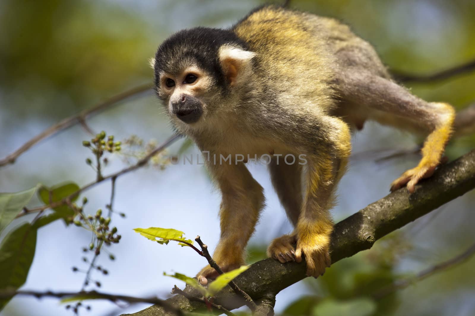 Squirrel monkey in a tree