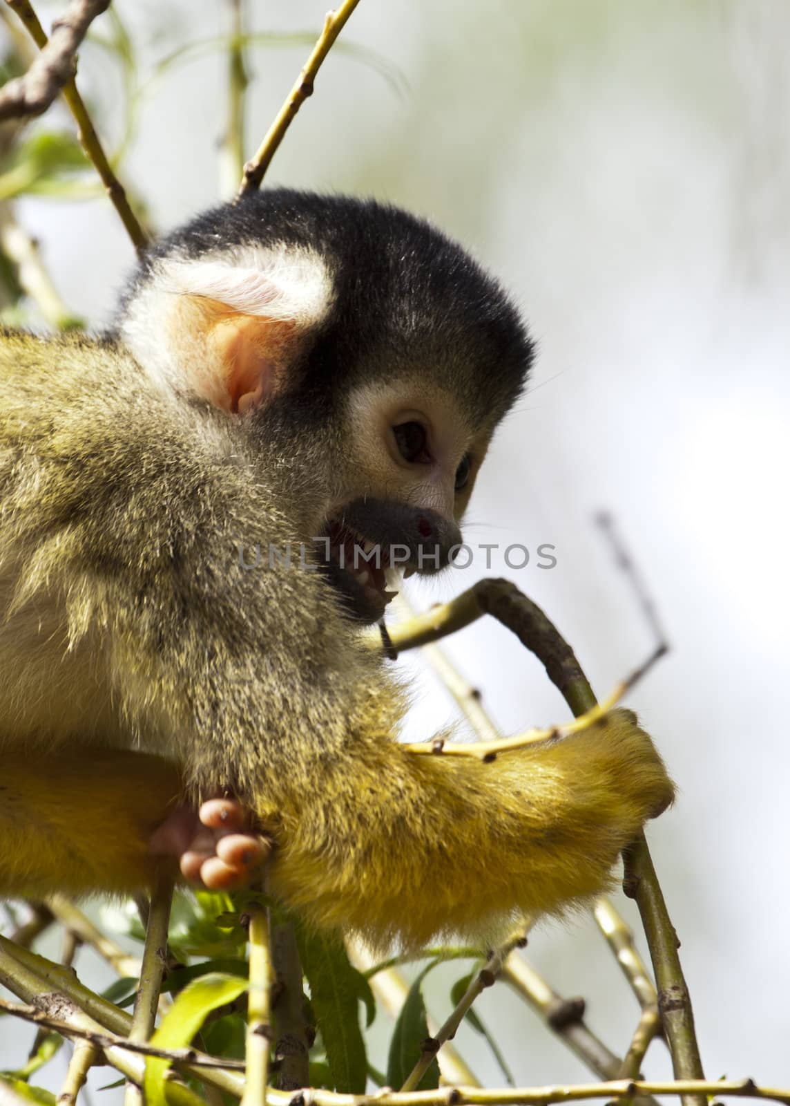 Squirrel monkey eating in a tree