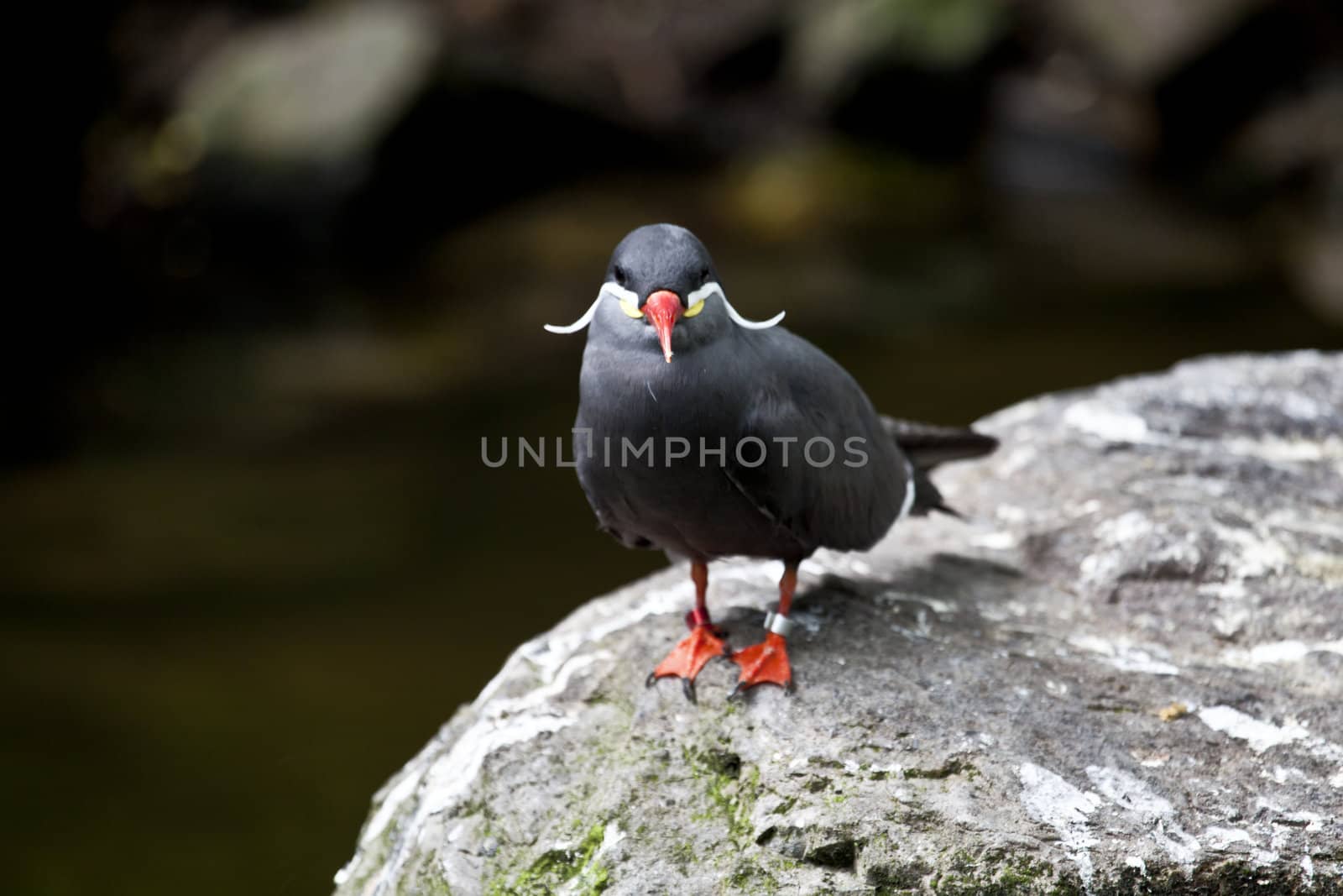 beautiful inca tern standing on a rock