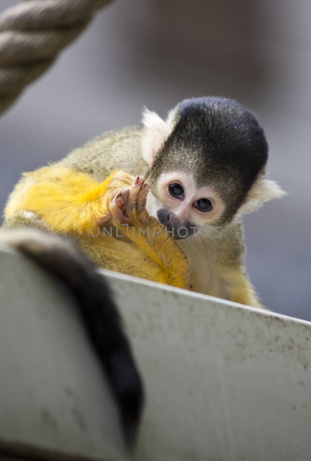 Squirrel monkey by tjwvandongen