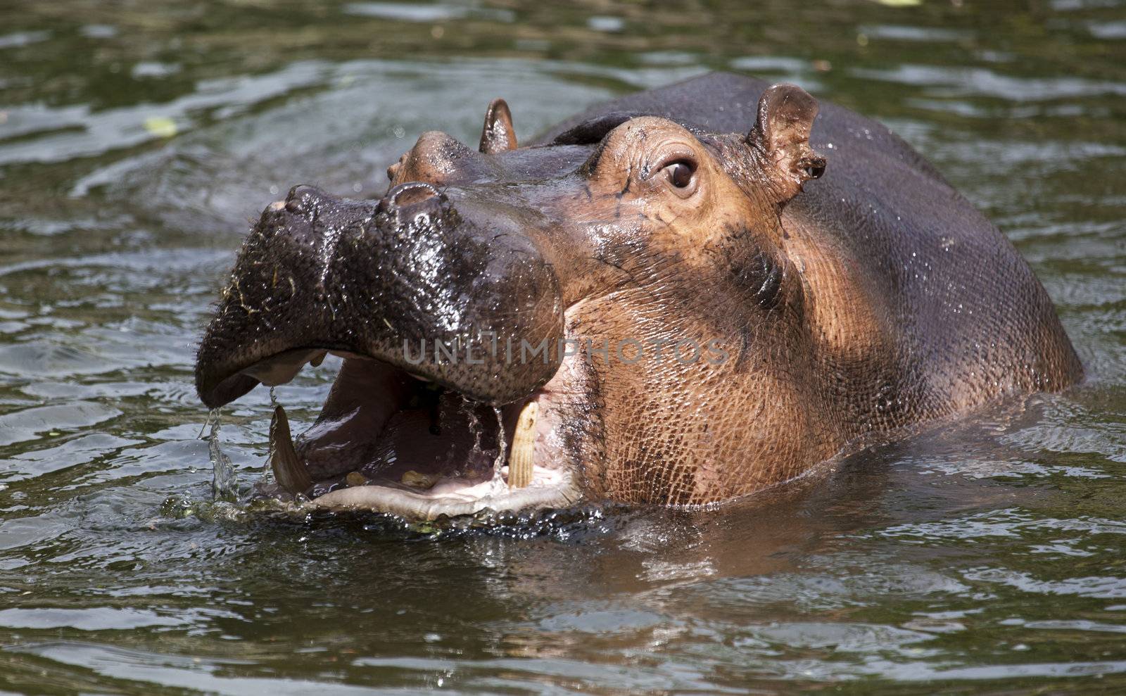 hippopotamus by tjwvandongen