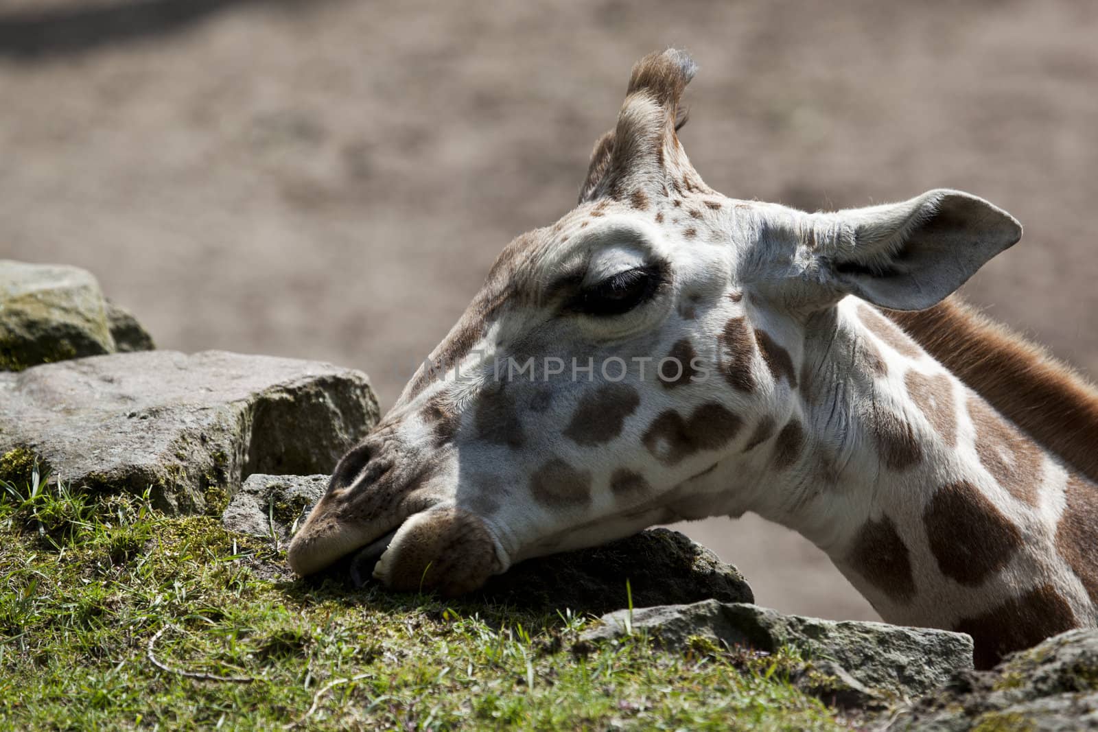 Giraffe eating grass by tjwvandongen