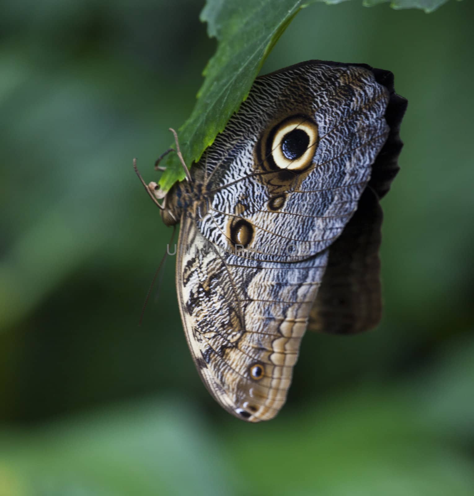 Yellow-Edged Giant-Owl butterfly resting by tjwvandongen
