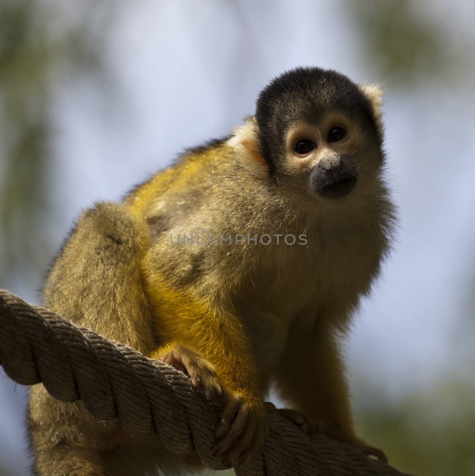 squirrel monkey close up