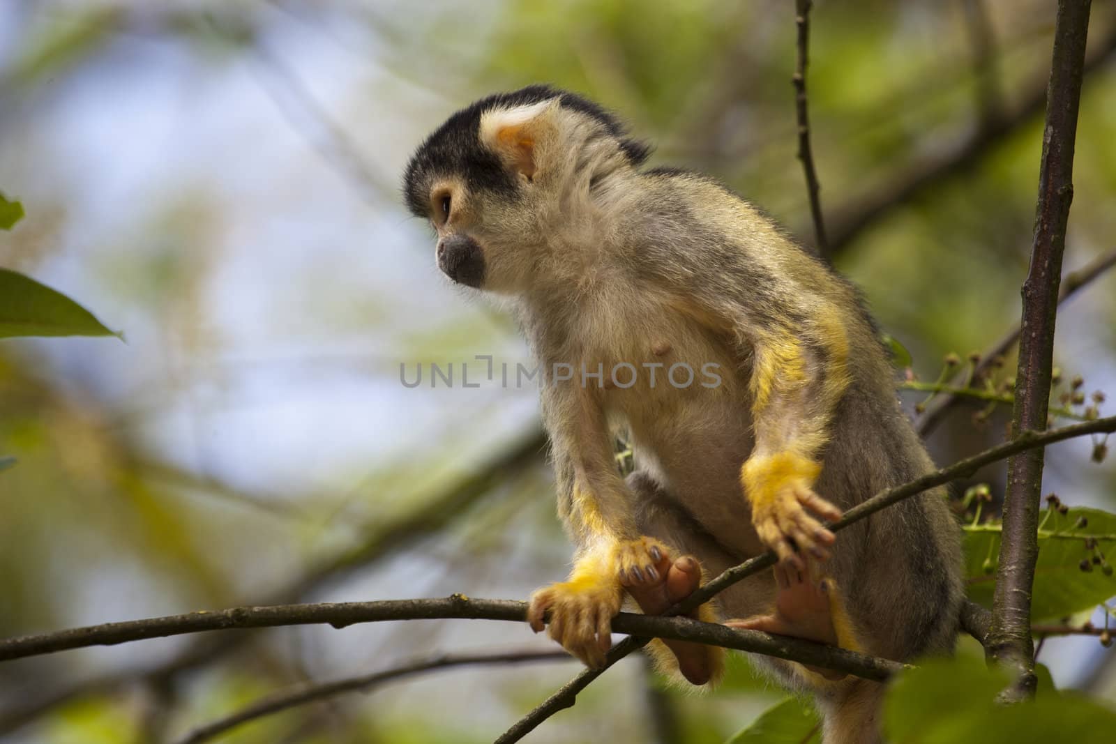 Squirrel monkey in a tree by tjwvandongen