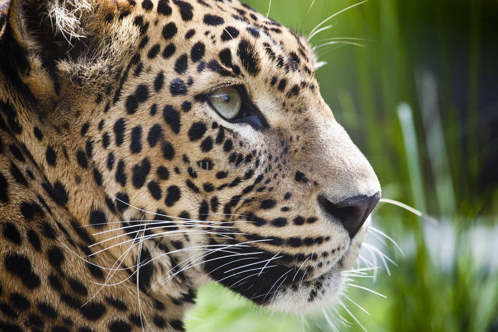 close-up of a beautiful Panther