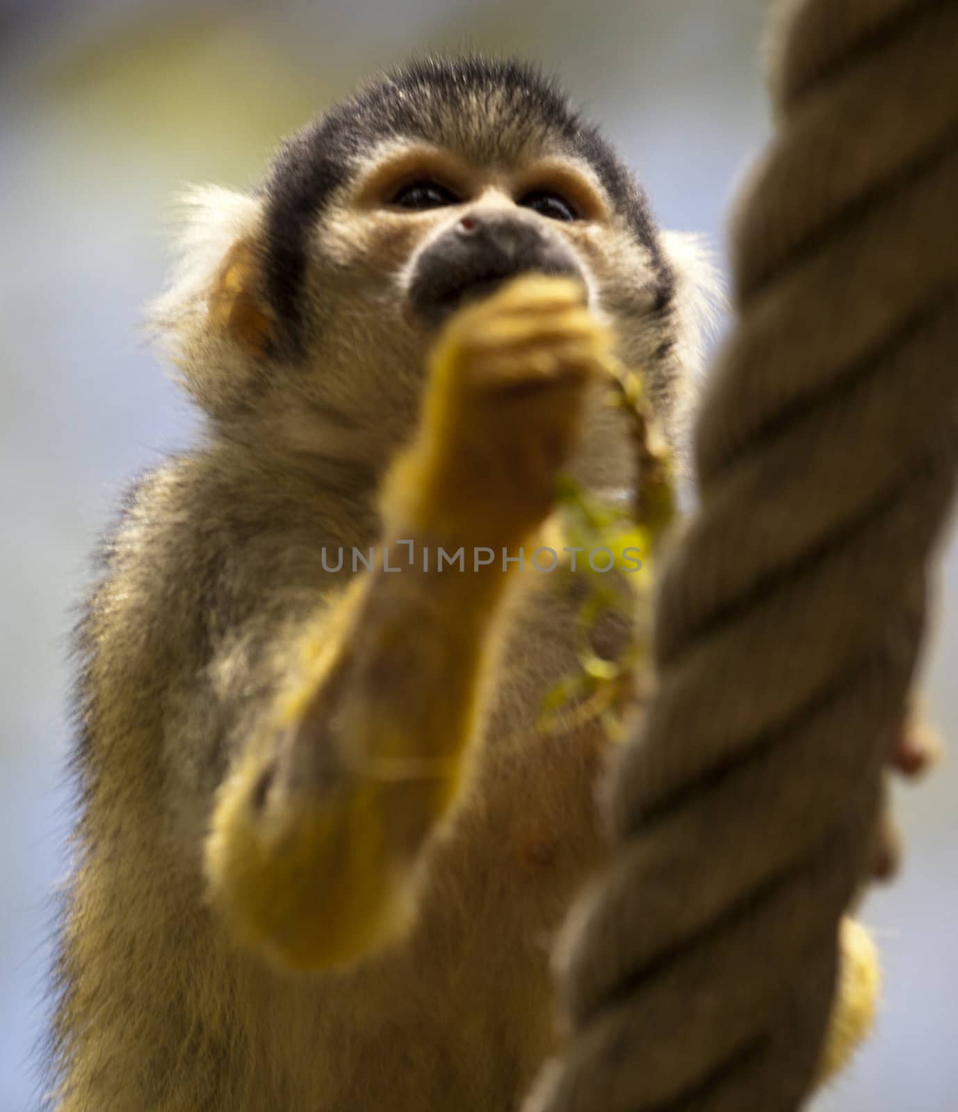 squirrel monkey close up by tjwvandongen