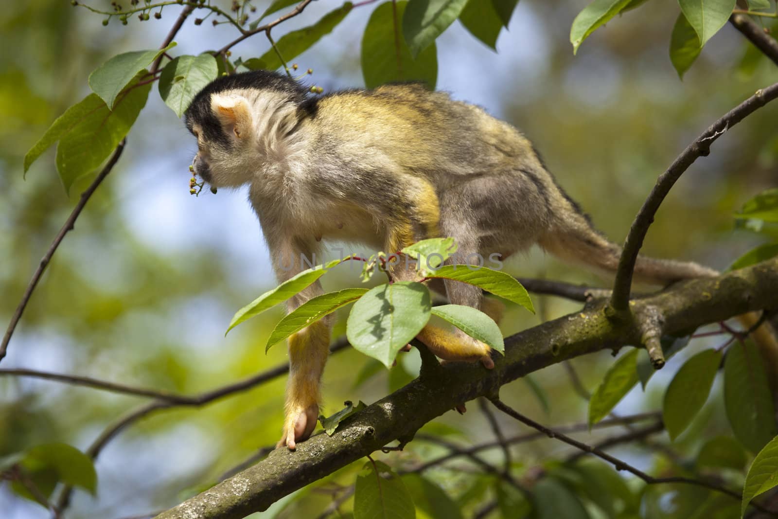 squirrel monkey close up by tjwvandongen