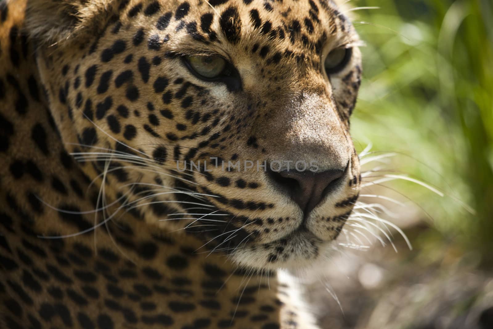 close-up of a beautiful Panther by tjwvandongen