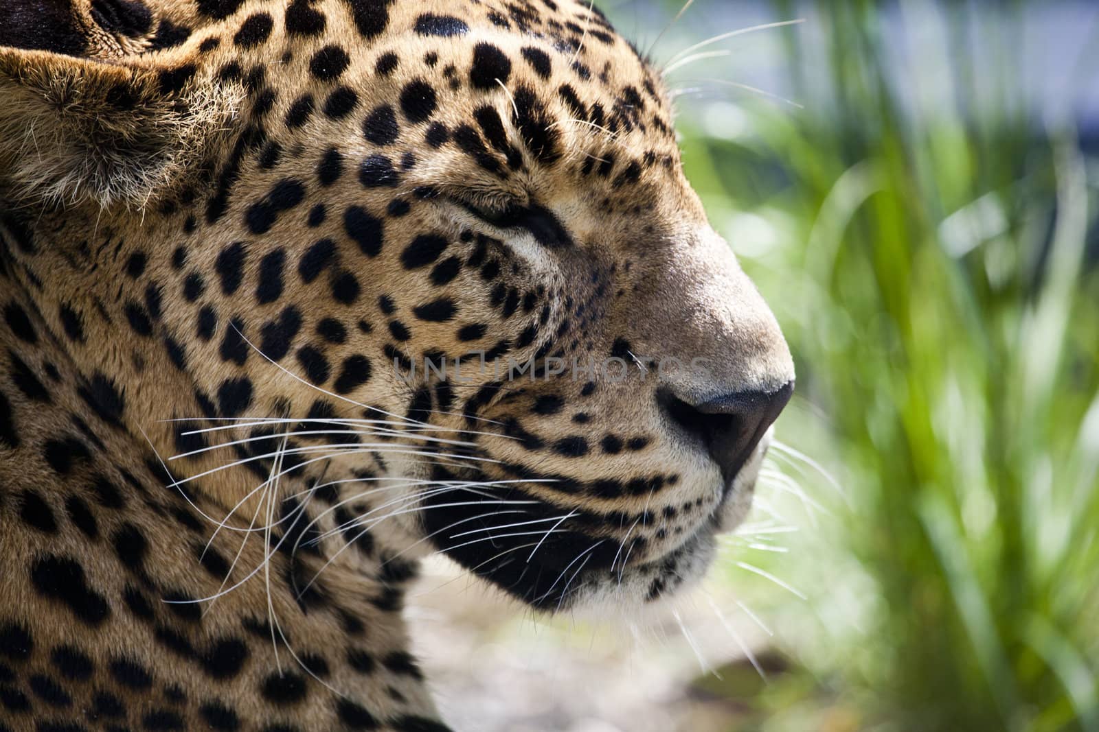 close-up of a beautiful Panther