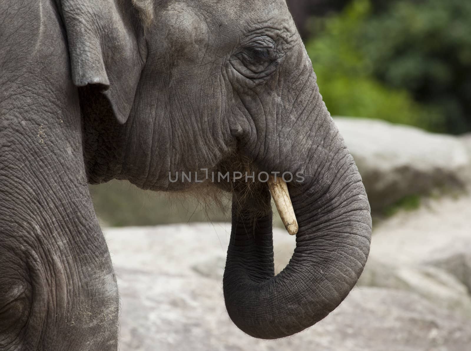 Asian elephant eating by tjwvandongen