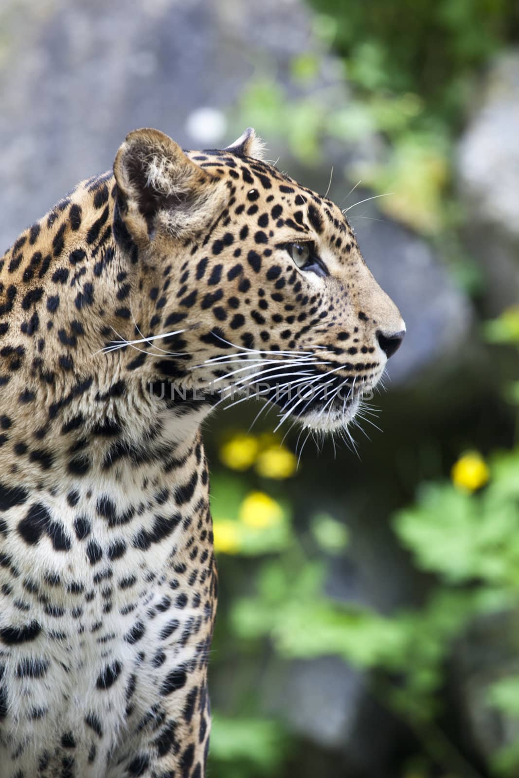 close-up of a beautiful Panther