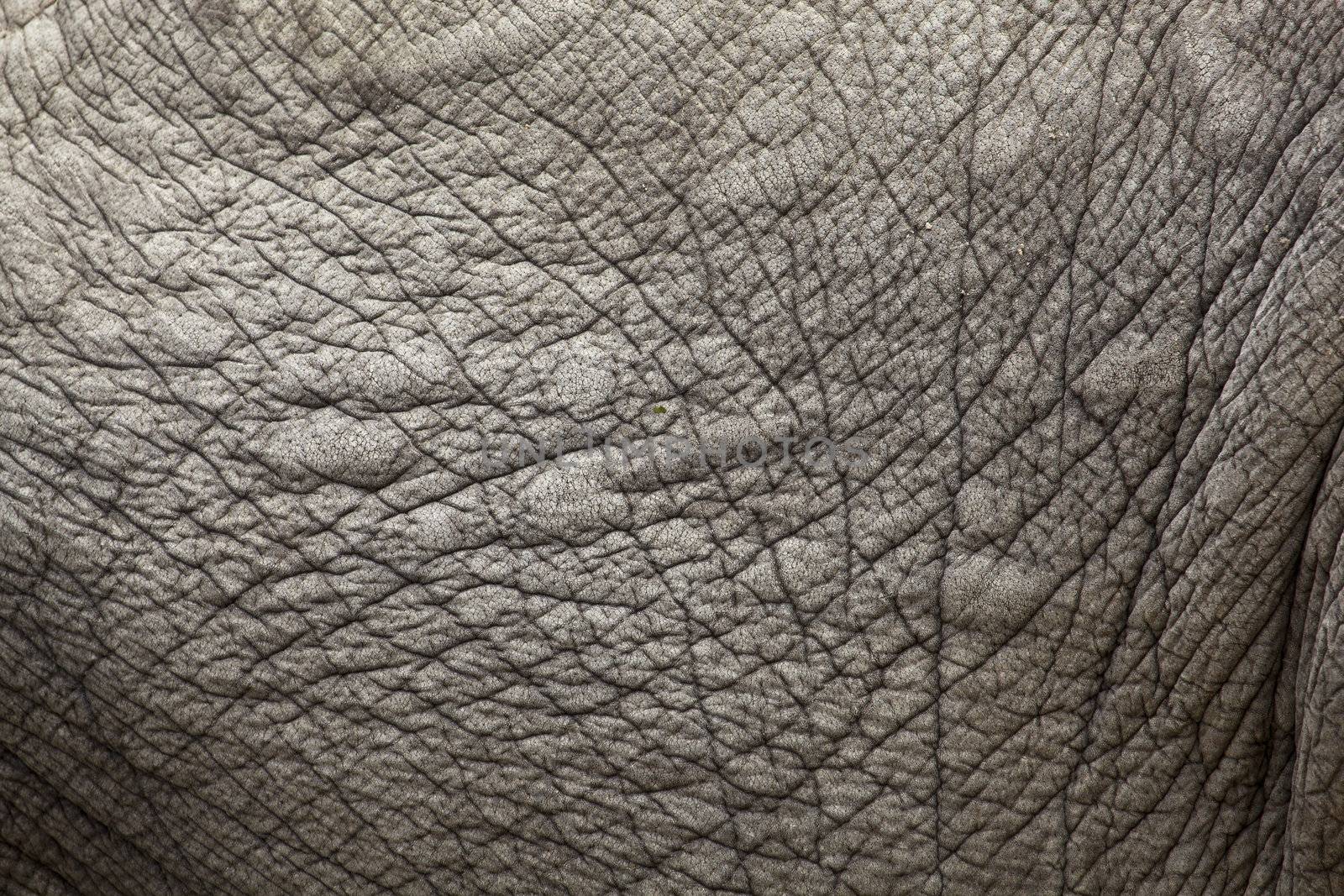 elephant skin by tjwvandongen