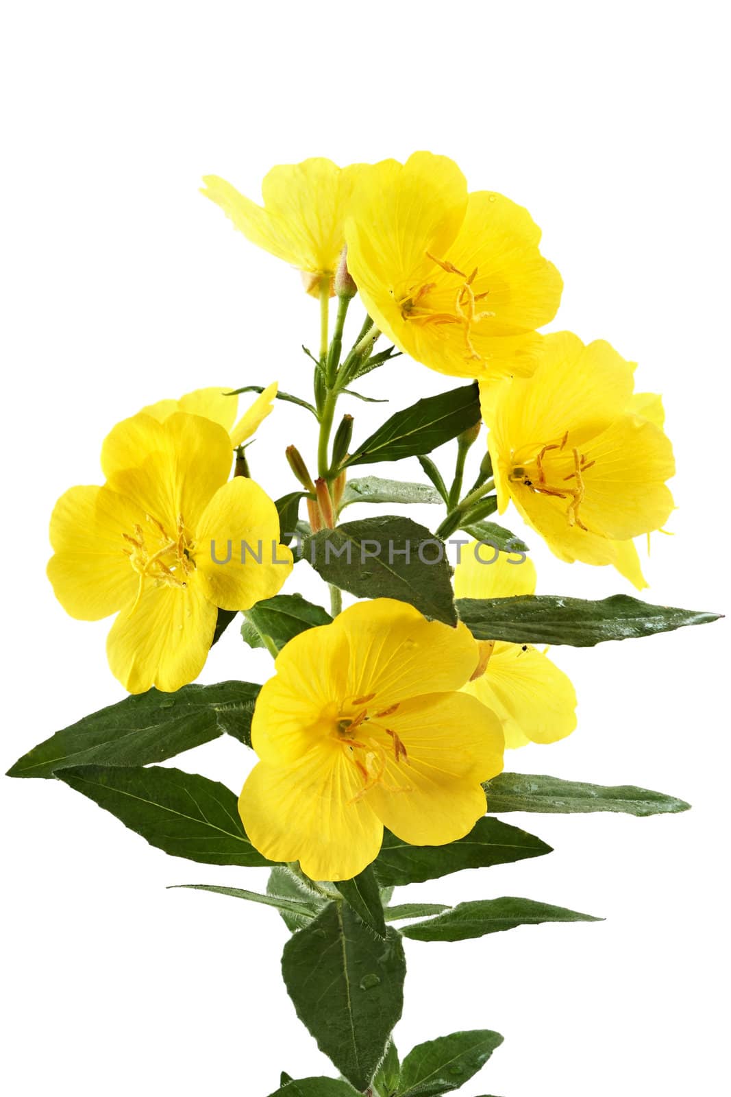 Yellow flowers buttercups it is isolated on a white background