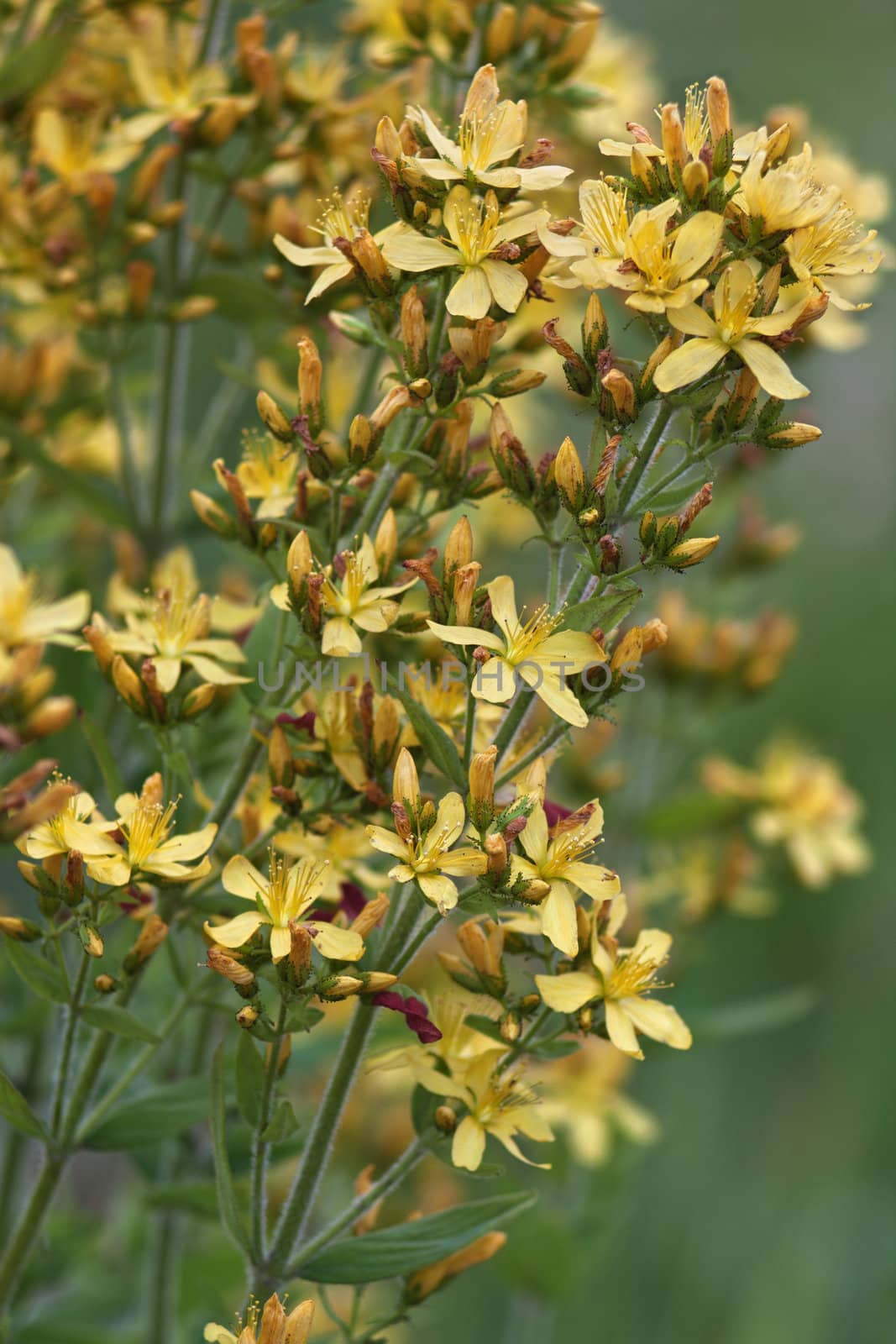 yellow flowers blooming Hypericum