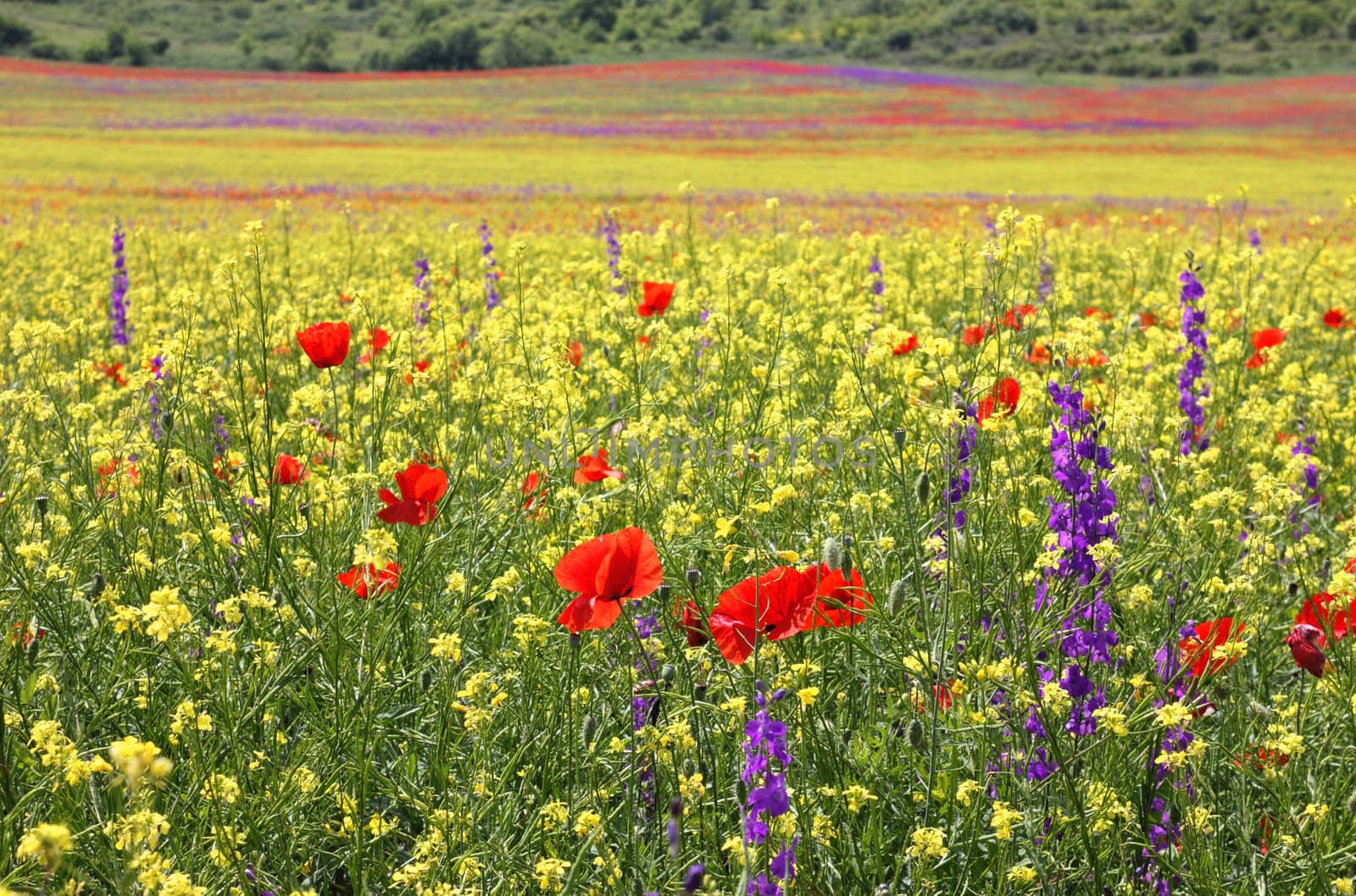 Bright colorful field of rapeseed, poppies and Delphiniums blooming in the spring.