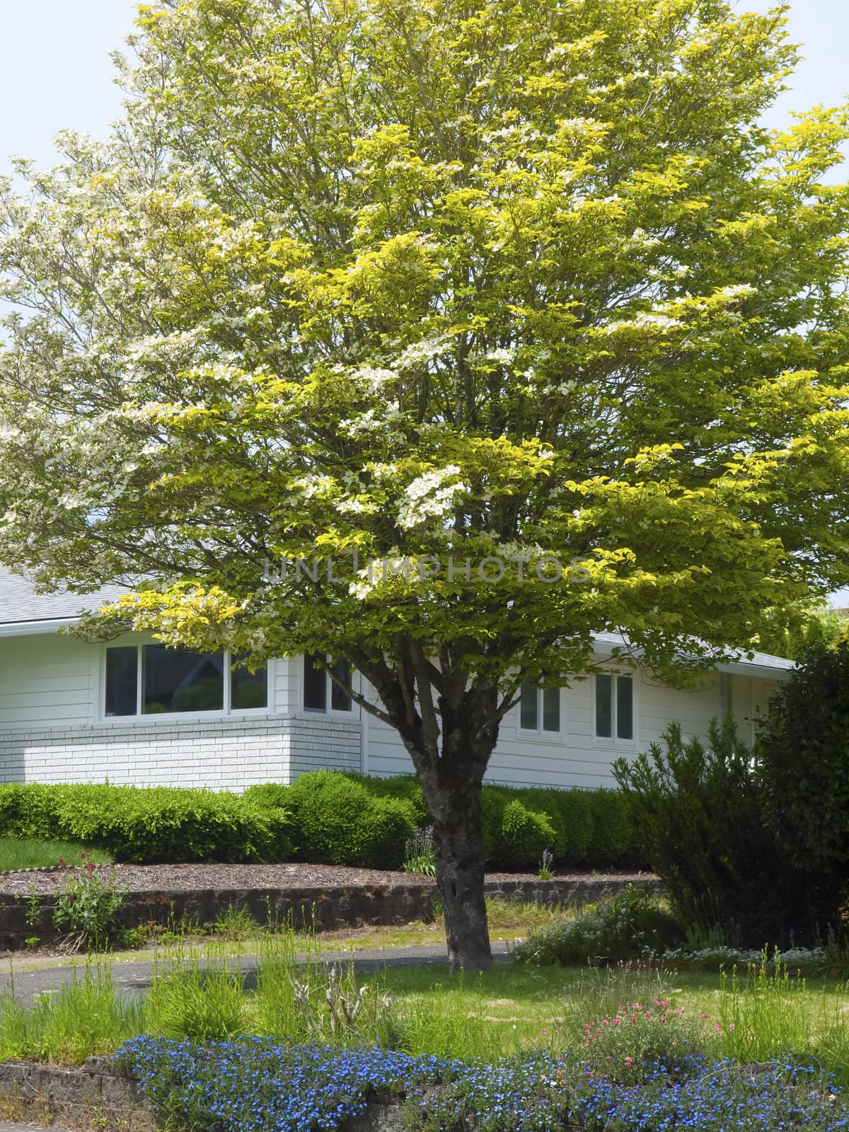 Spring colors in a neighborhood in Gresham OR.