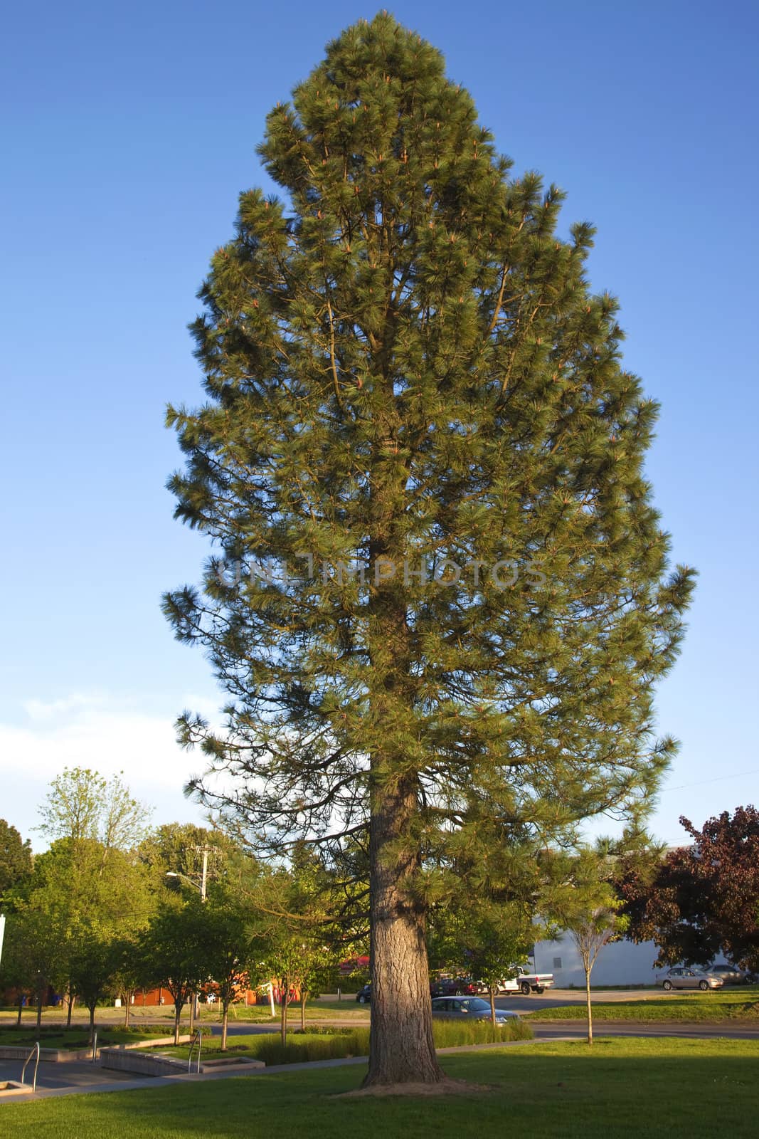 A tall pine tree, Gresham OR. by Rigucci