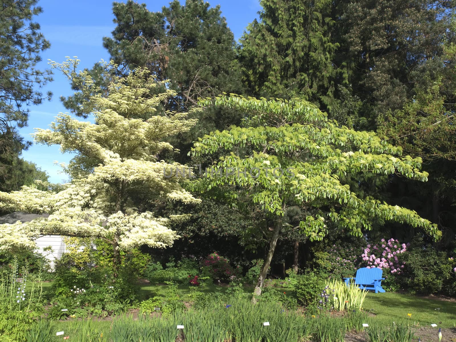 Springtime garden blooms. by Rigucci