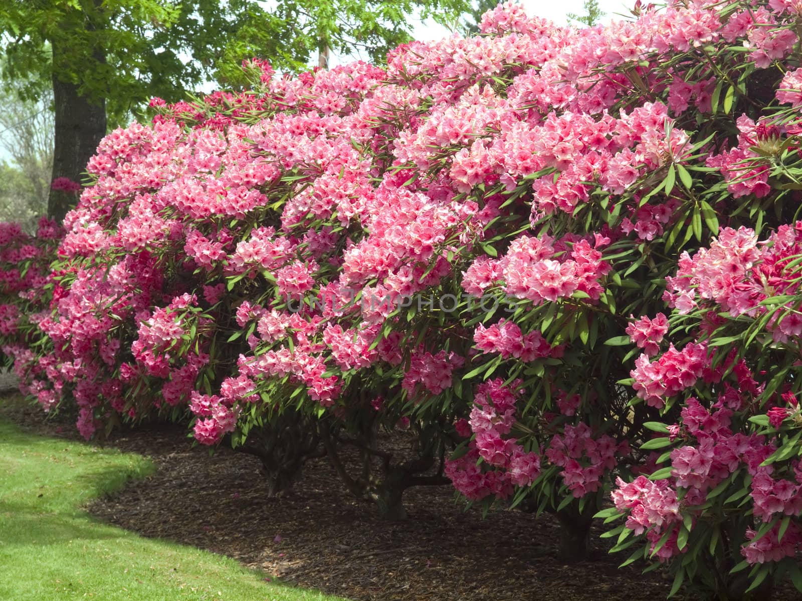 Rhododendrons flowers in a park, Portland OR.