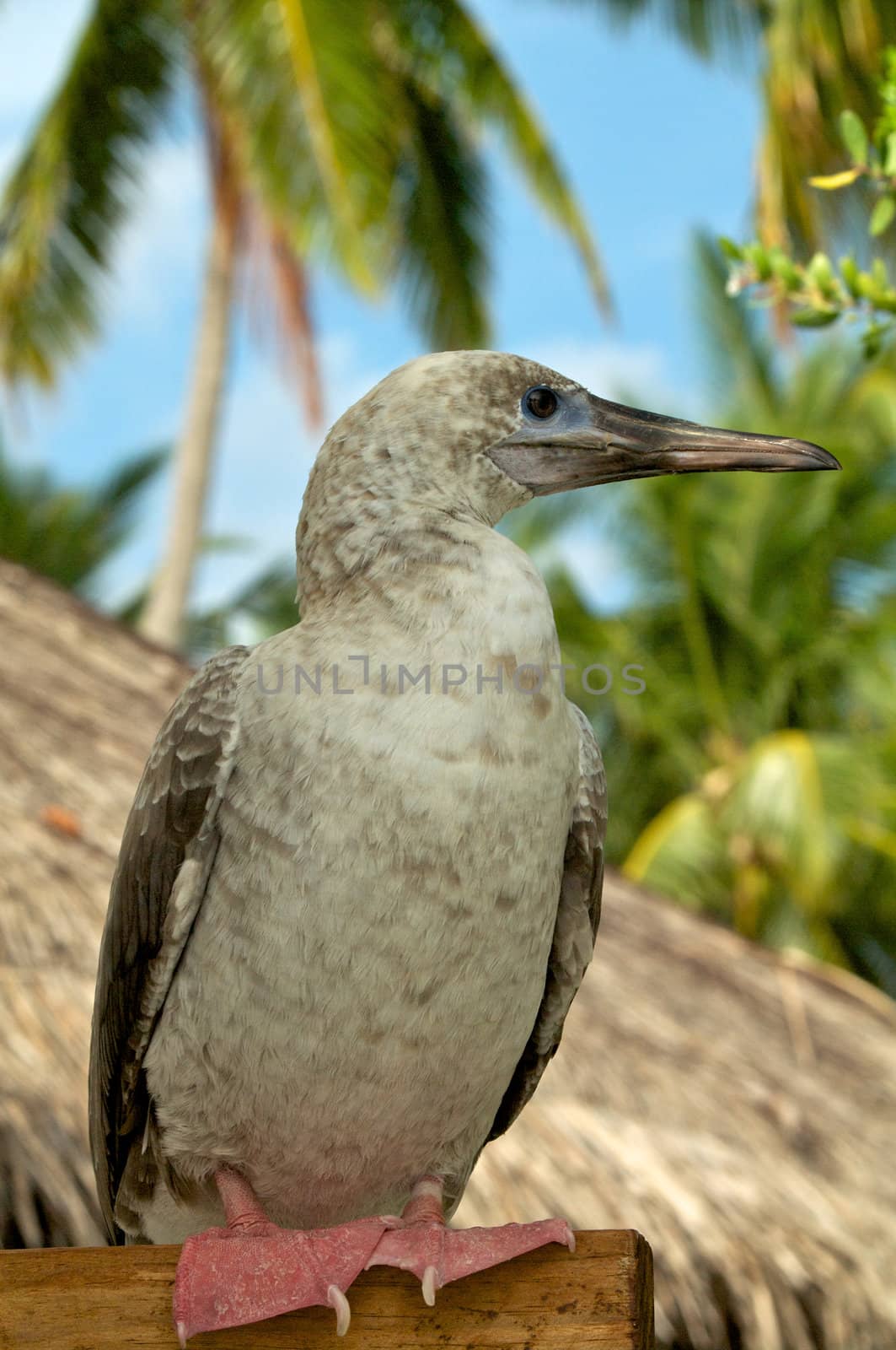 Red-Footed Booby sitting on stack in natural environment