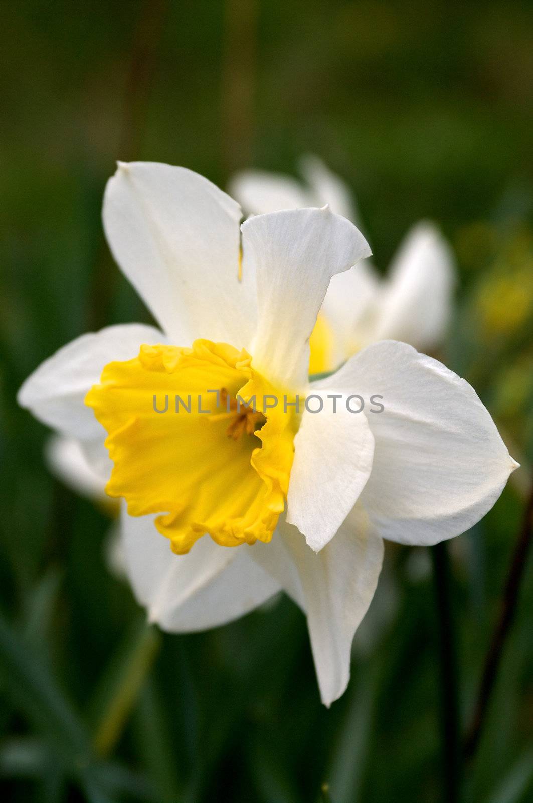 Daffodil by zhekos