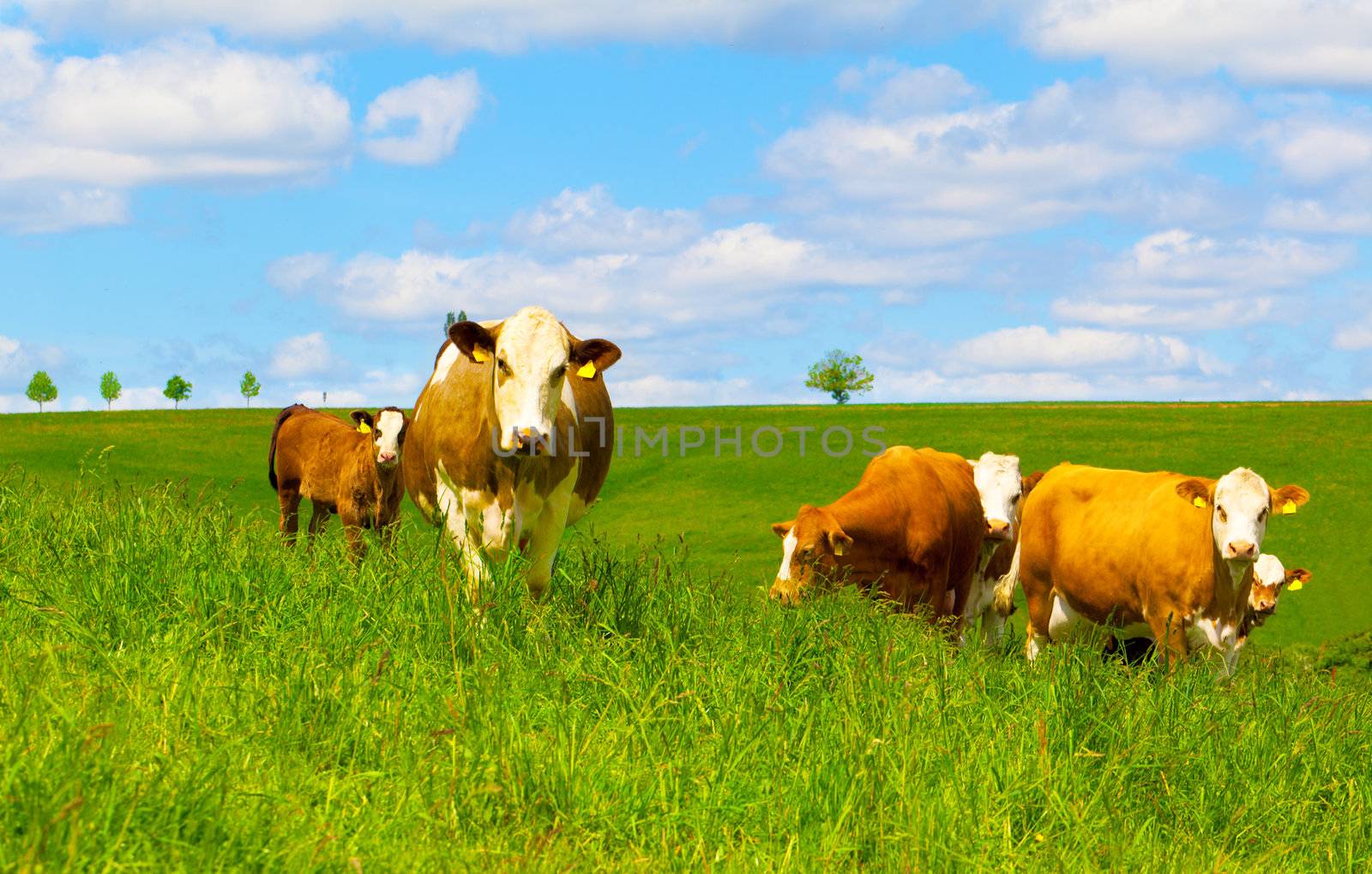 Cow on a green pasture