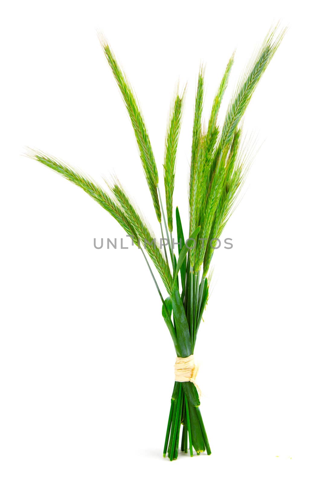 Green rye spikes (Secale cereale), on white background. by motorolka