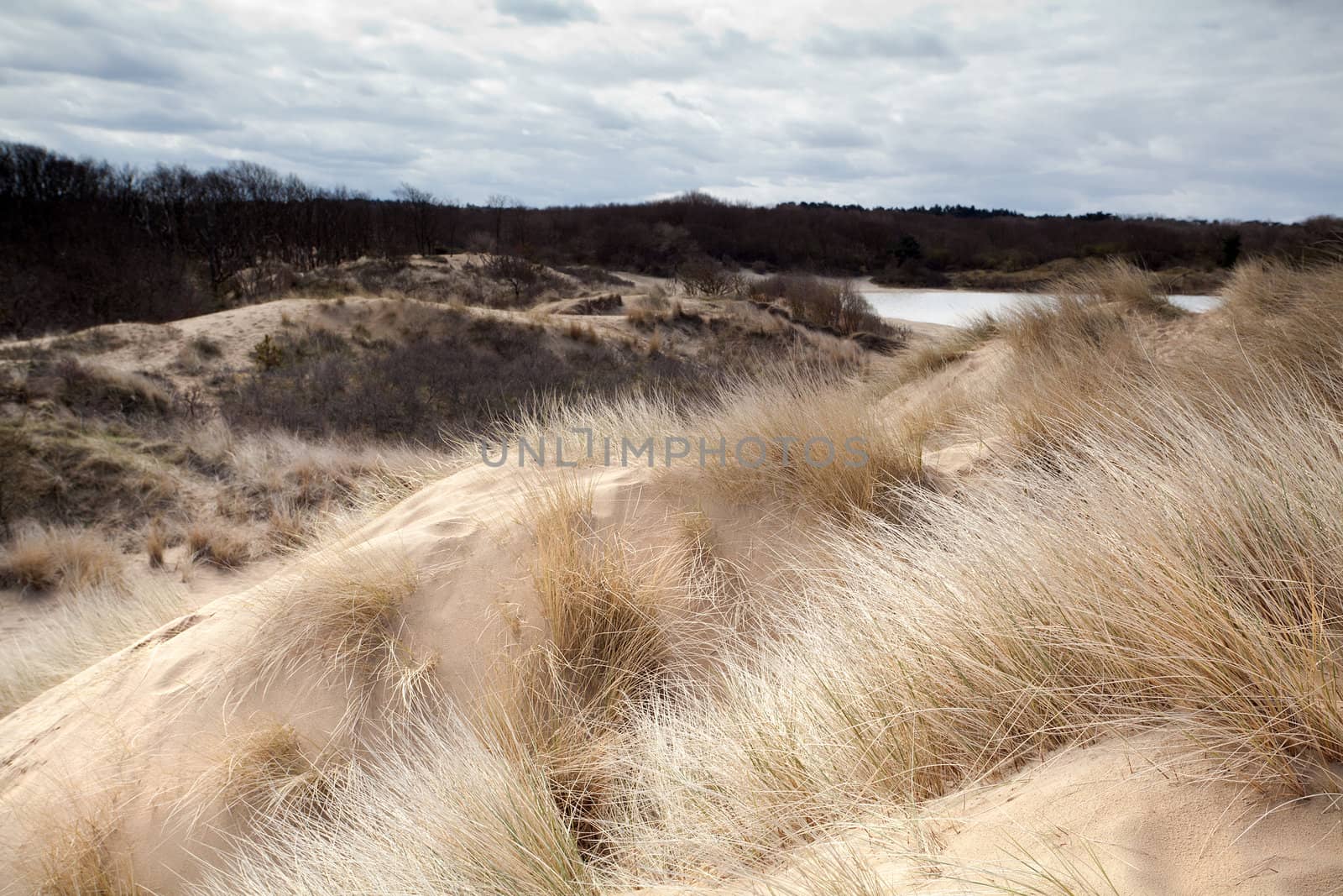 view on sandy dunes close to North Sea in Netherlands
