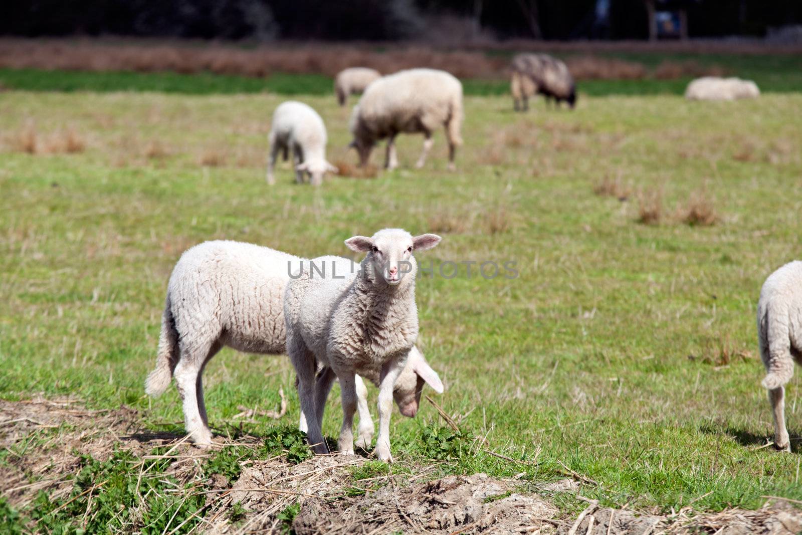 cute white lamb on the sunny pasture