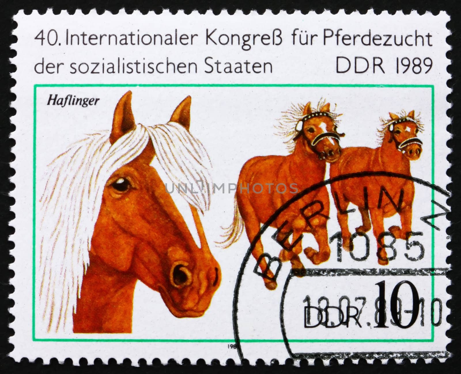 GDR - CIRCA 1989: a stamp printed in GDR shows Haflinger, Breed of Horse, circa 1989