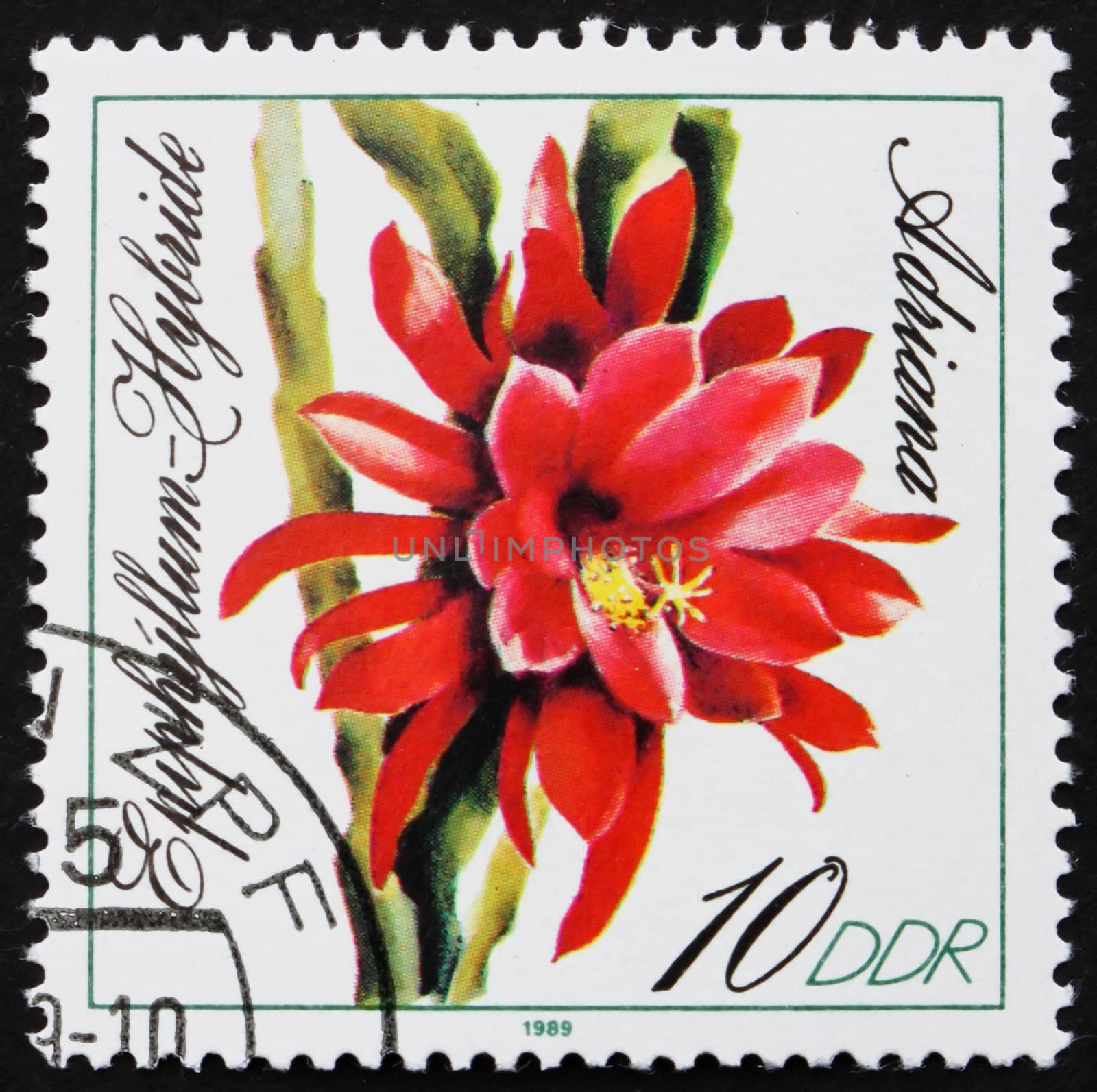 GDR - CIRCA 1989: a stamp printed in GDR shows Adriana, Epiphyllum, Flowering Cacti, circa 1989