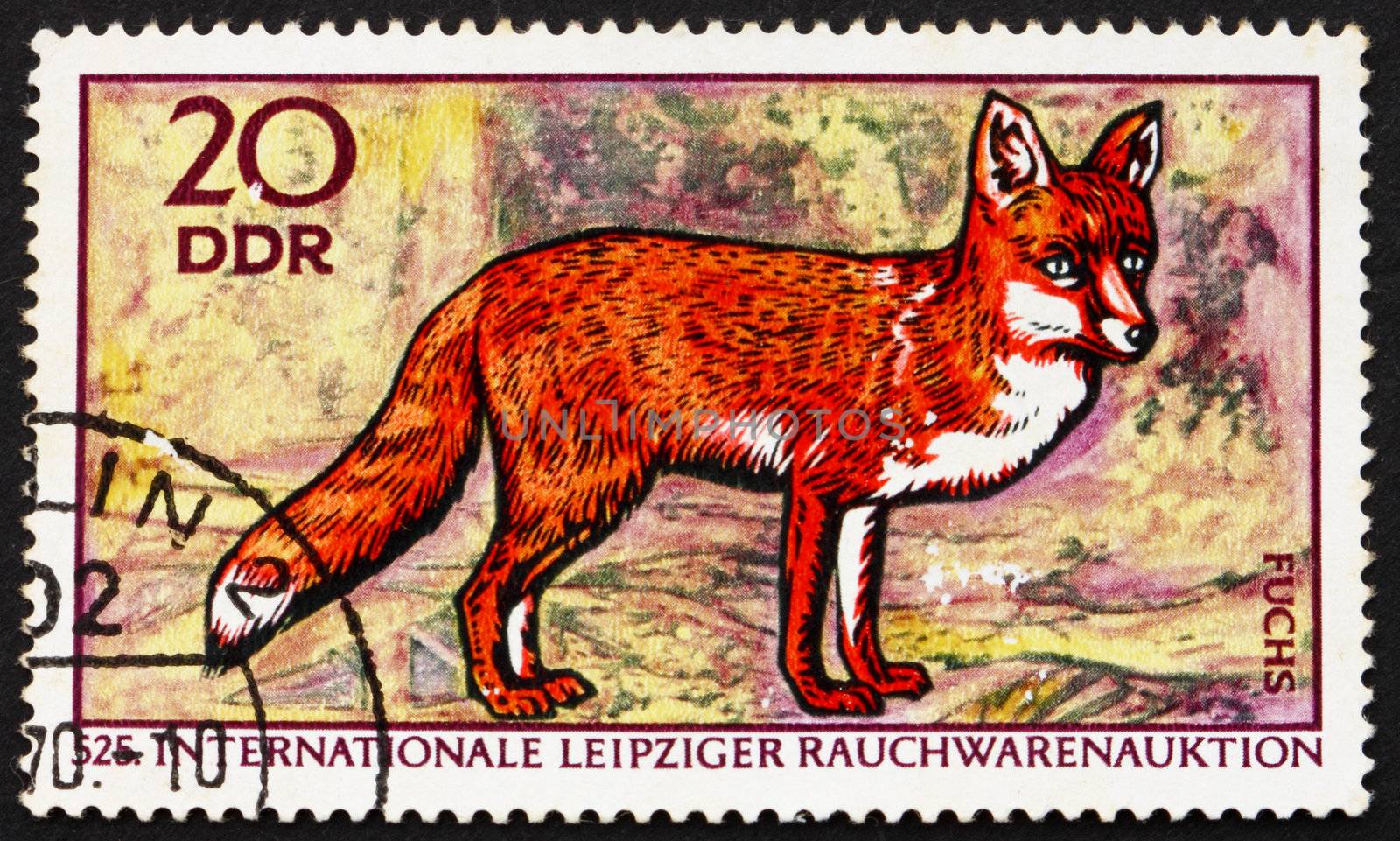GDR - CIRCA 1970: a stamp printed in GDR shows Red Fox, Vulpes Vulpes, 525th International Fur Auctions, Leipzig, circa 1970