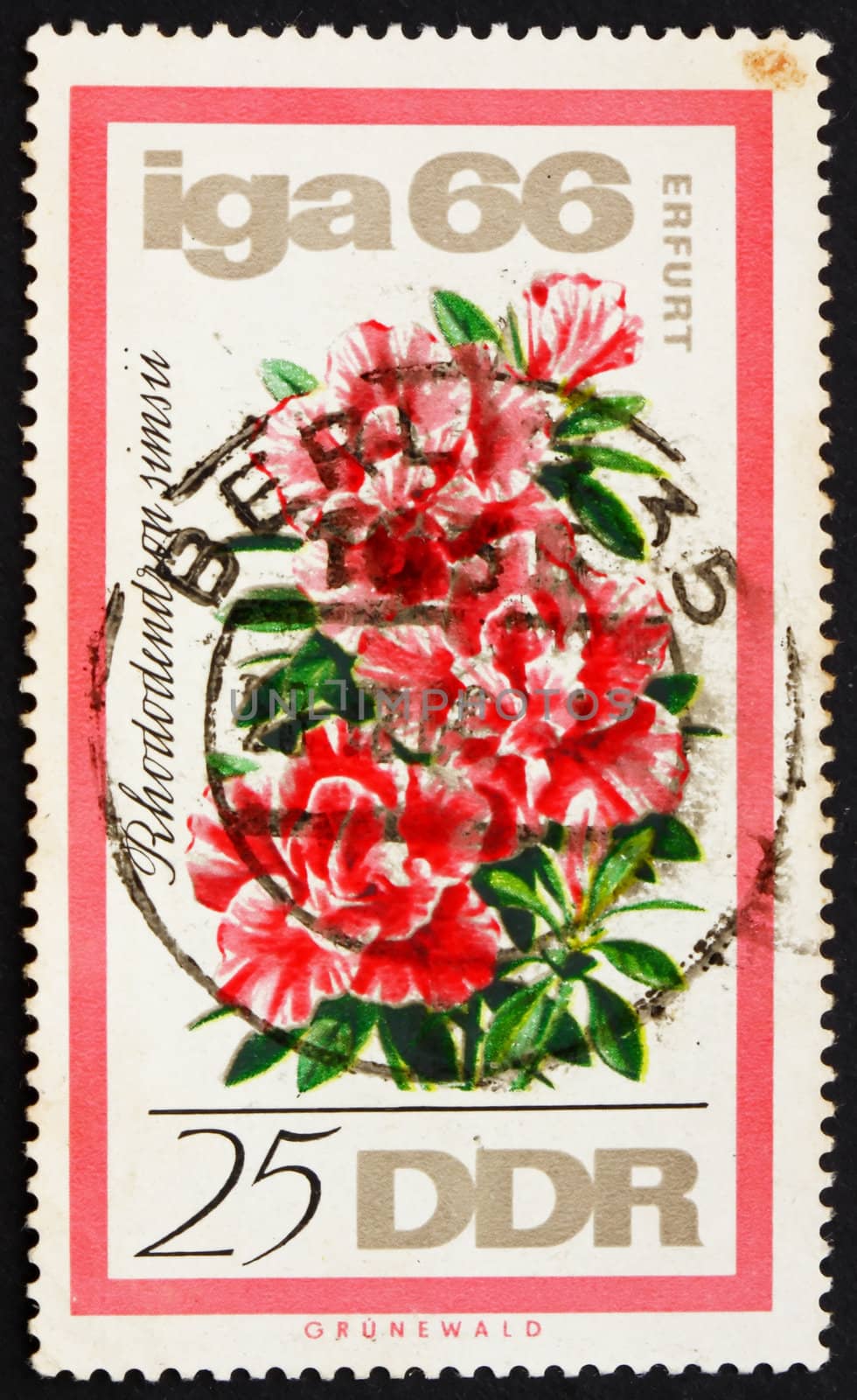 GDR - CIRCA 1966: a stamp printed in GDR shows Rhododendron, International Flower Show, Erfurt, circa 1966