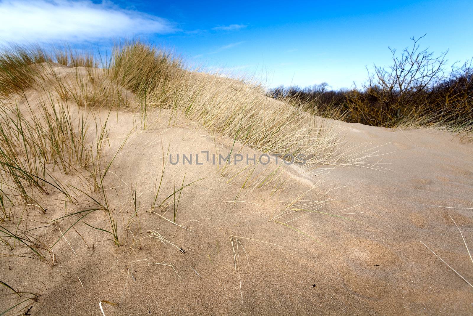 dune with grass by catolla