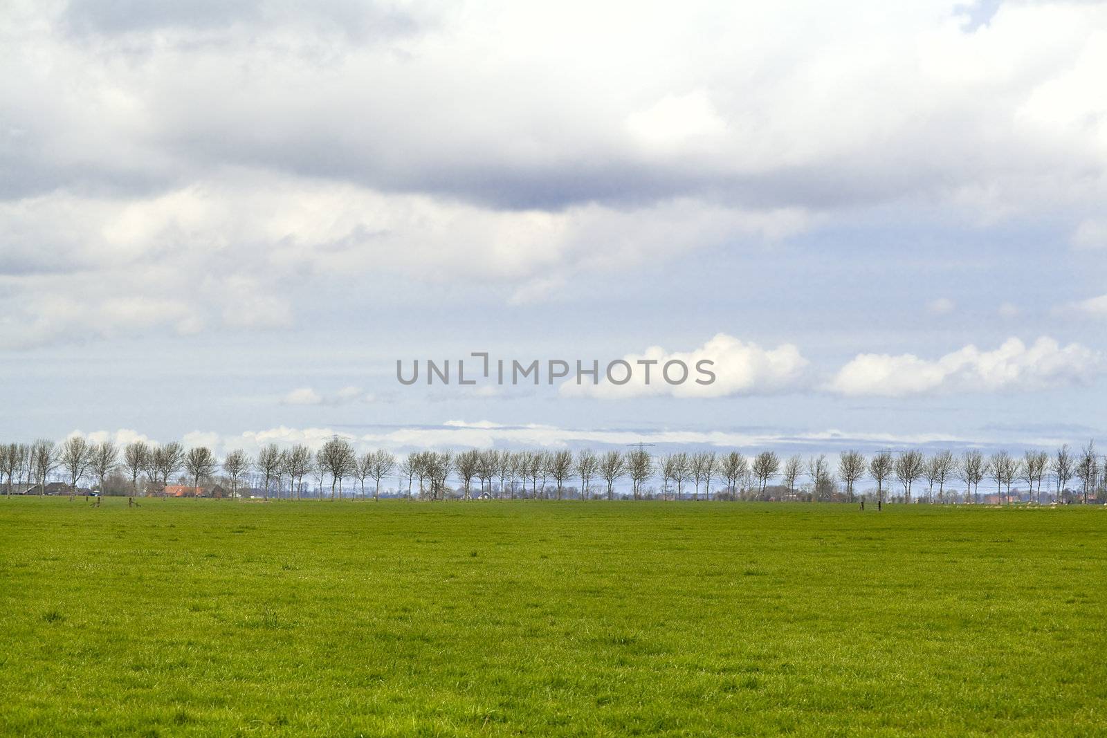 plain landscape with row of trees on the horizon over nice sky
