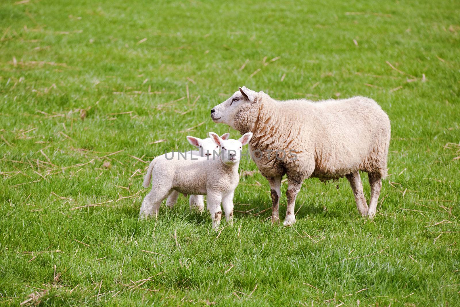 mother sheep with two cute lambs on pasture