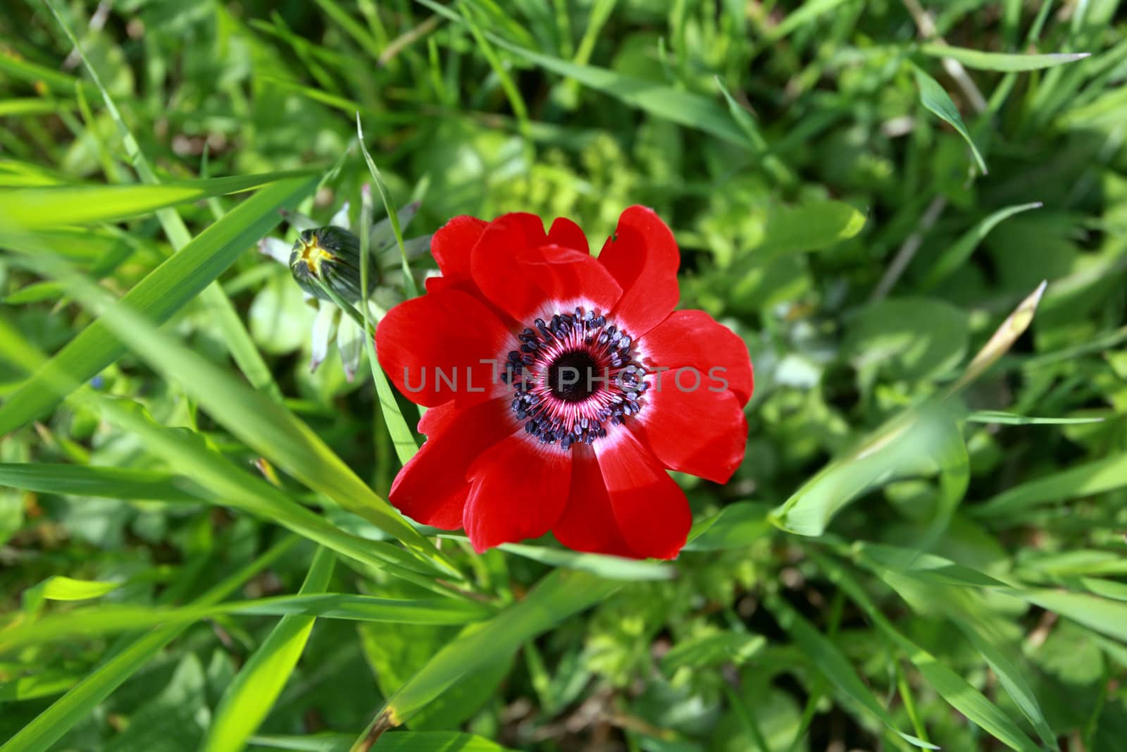 red tulip among green grass from the top